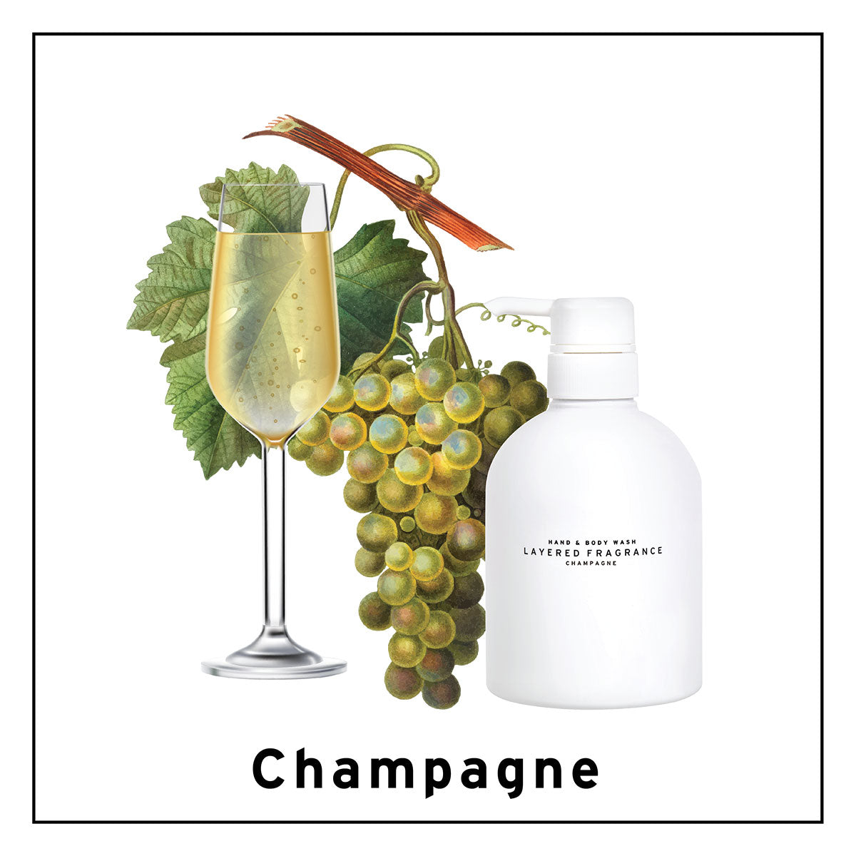 Hand & Body Wash #Champagne  500ml