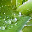 Holika Holika Aloe Clean Water Formula 92% Shower Gel AD | Skin Note